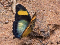 Euphaedra phaethusa