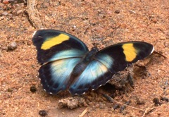 Euphaedra phaethusa