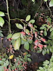 Magnoliopsida