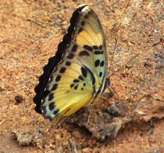 Euphaedra phaethusa