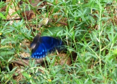 Charaxes