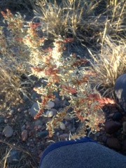 Atriplex lampa