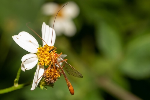 Enicospilus