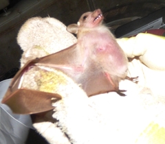 Epomophorus pusillus