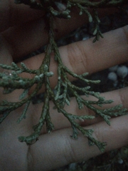 Juniperus deppeana deppeana