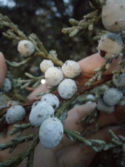 Juniperus deppeana deppeana
