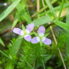 Mayaca fluviatilis