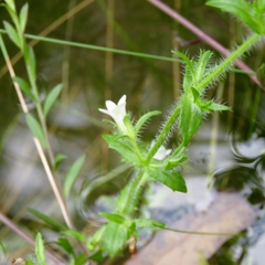 Gratiola pilosa