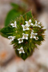 Mitracarpus frigidus