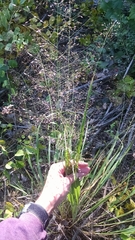 Eragrostis trichodes