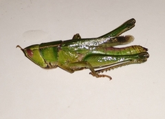 Dichromorpha prominula