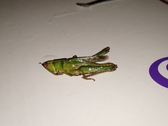 Dichromorpha prominula