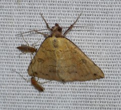 Hemeroplanis floccalis