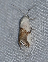 Ponometia cuta