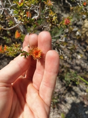 Melaleuca asterocarpa