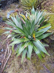 Celmisia semicordata