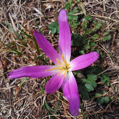 Colchicum montanum
