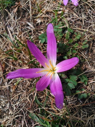 Colchicum montanum