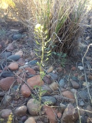 Descurainia erodiifolia