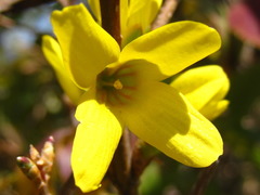 Forsythia koreana
