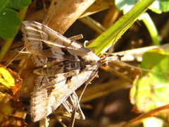 Diasemia accalis
