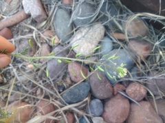 Descurainia erodiifolia