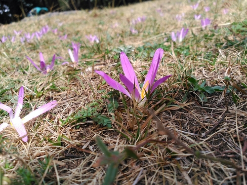 False Meadow Saffron