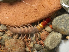 Orohermes crepusculus