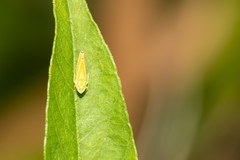 Graphocephala versuta image