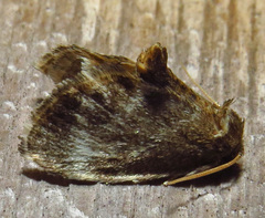 Packardia elegans
