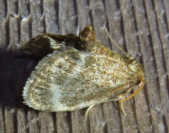 Packardia elegans