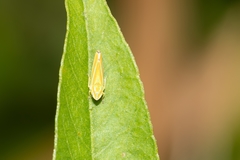 Graphocephala versuta image
