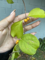Celastrus orbiculatus