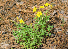 Oxalis texana