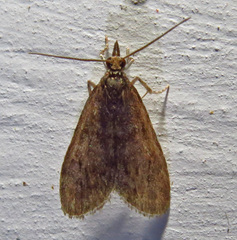 Scoparia penumbralis