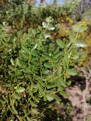 Larrea nitida