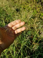 Panicum bergii