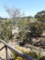 Larrea nitida