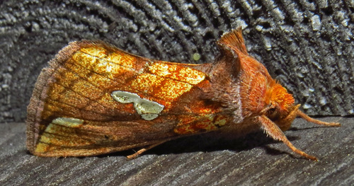 Putnam's Looper Moth photo 5
