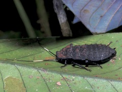 Catara rugosicollis