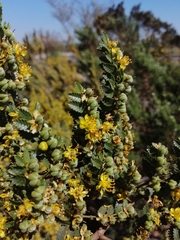 Larrea nitida