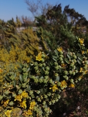 Larrea nitida