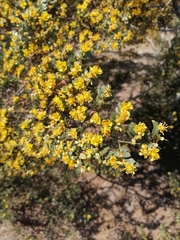 Larrea nitida