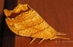 Drepana bilineata