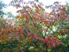 Rhus javanica
