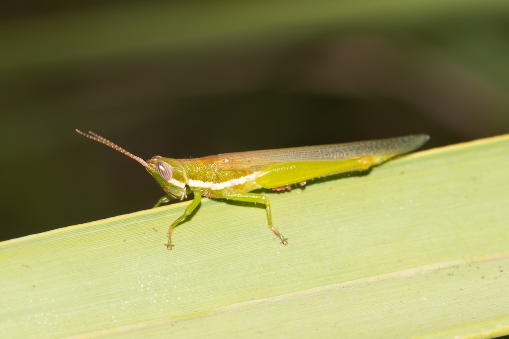 glassy-winged locust