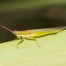 Glassy-winged Toothpick Grasshopper - Photo (c) Richard Stovall, some rights reserved (CC BY), uploaded by Richard Stovall