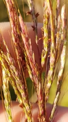 Bothriochloa bladhii