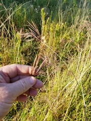 Bothriochloa bladhii