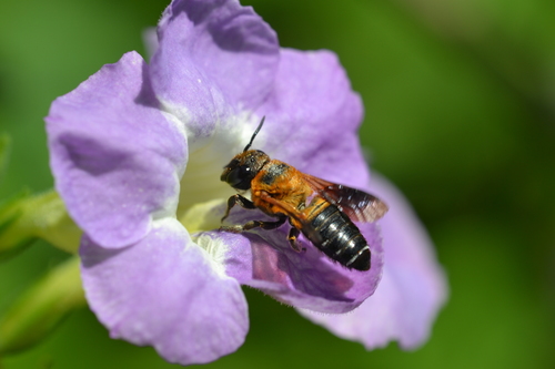 Shadow-winged Resin Bee photo 3